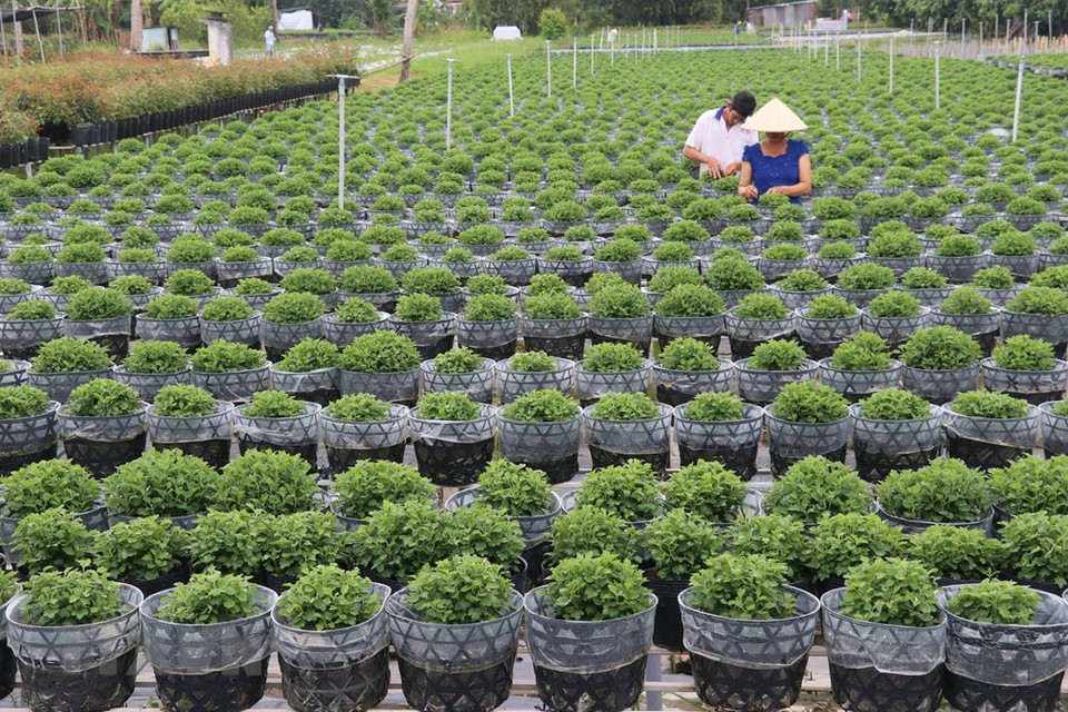 En la aldea de flores de Sa Dec, en la provincia sureña de Dong Thap (Fuente: VNA)