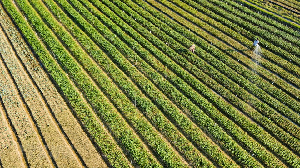 Un campo de flores en la comuna Ninh Phuc de la provincia norteña de Vinh Phuc (Fuente: VNA) 