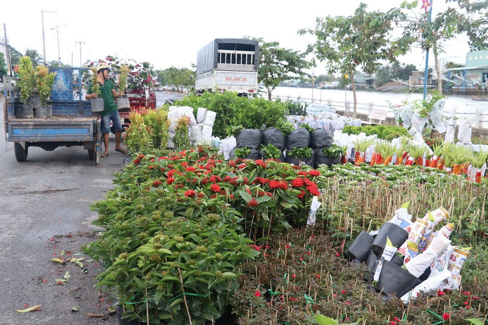 El distrito Tan Quy Dong y la comuna Tan Khanh Dong de la ciudad sureña de Sa Dec cuentan con más de dos mil floricultores. (Fuente: VNA)