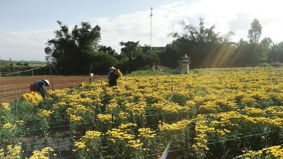 Floricultores de la provincia central de Quang Ninh aceleran las labores de cultivo (Fuente: VNA)