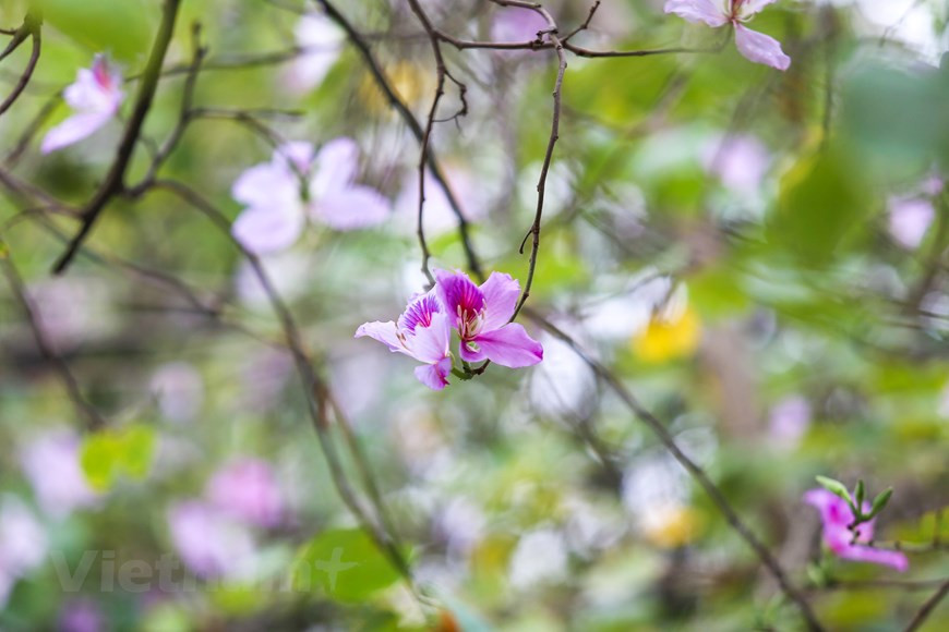 Las flores de bauhinia embellecen el alma y dan color a la ciudad de Hanoi (Foto: Vietnampluls)