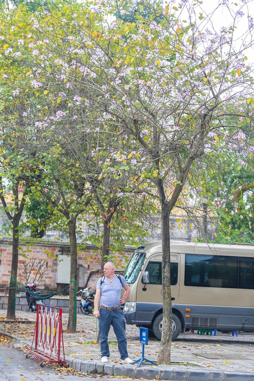 Las flores de bauhinia (Foto: Vietnamplus)