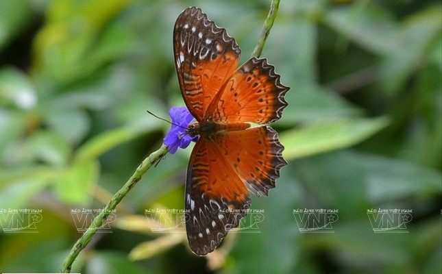 La península es el hogar de hermosas mariposas amarillas. (Foto: VNA)