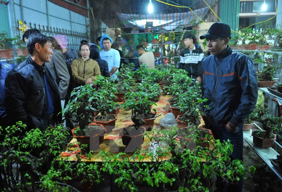 Visitantes eligen árboles en el mercado Vieng (Fuente: VNA)