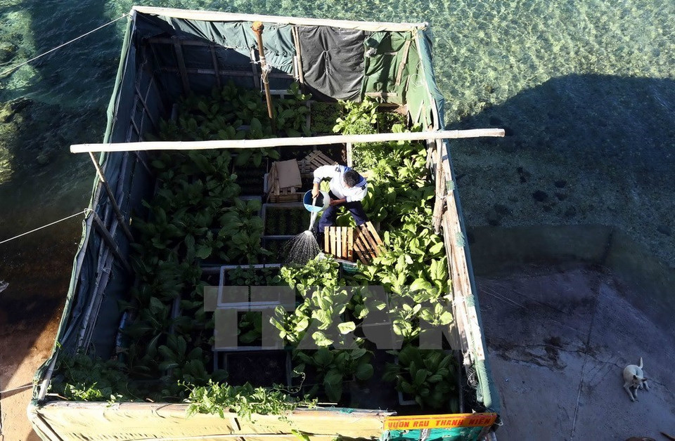 Un soldado en Isla de Thuyen Chai B riega un pequeño huerto (Foto: VNA)