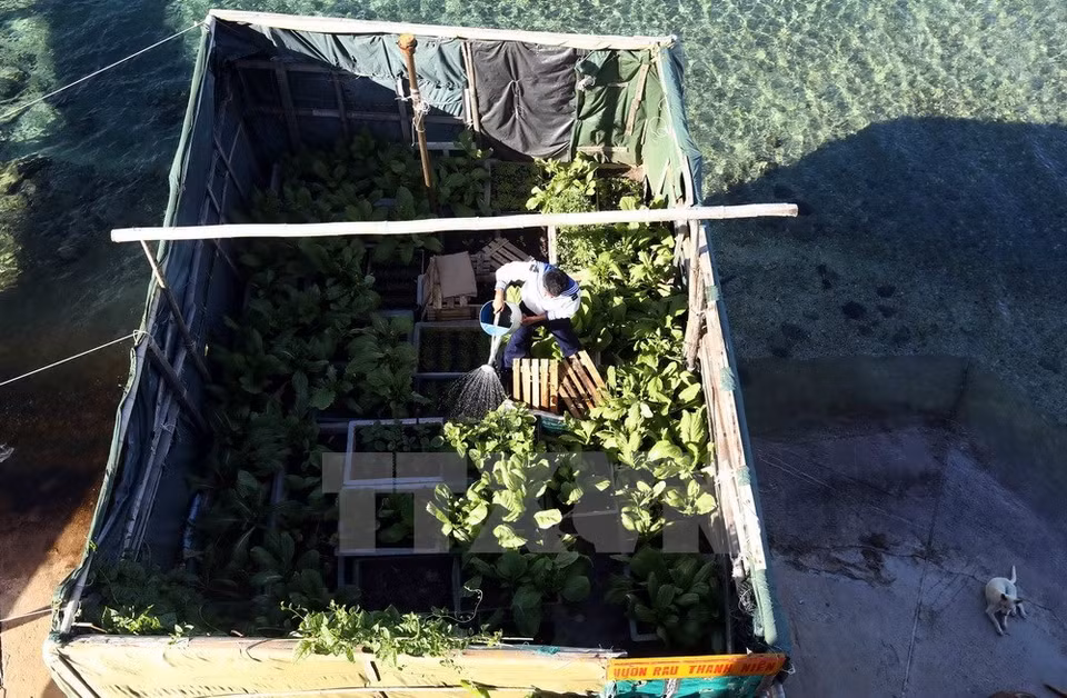 Un soldado en Isla de Thuyen Chai B riega un pequeño huerto (Foto: VNA)