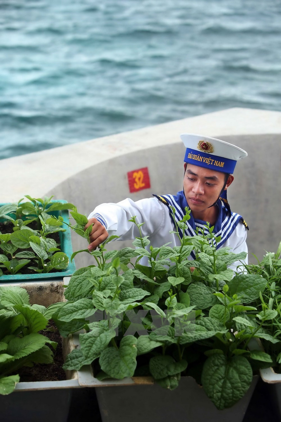 Un soldado de la isla de Nui Le B recoge verduras (Foto: VNA)
