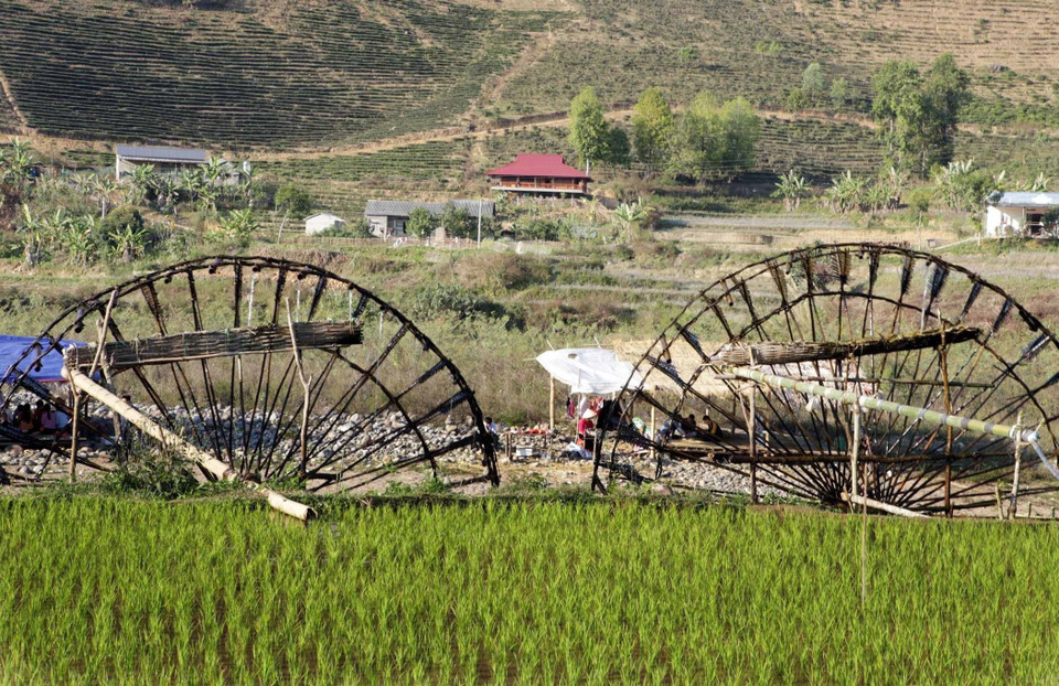 Las ruedas hidráulicas en medio de los campos verdes de arroz de la aldea de Na Khuong. (Fuente: VNA)