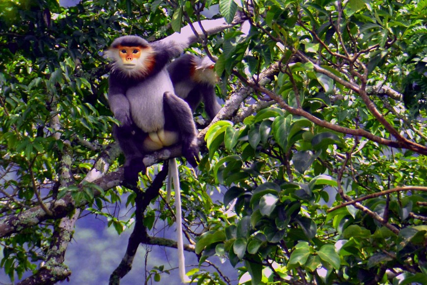 Dos douc de patas grises (Pygathrix cinerea) en el Parque Nacional Kon Ka Kinh, un área central de la Reserva Mundial de Biosfera Kon Ha Nung. (Foto: VNA)