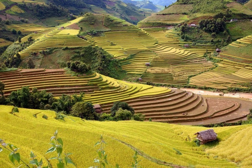 Las terrazas de arroz en la temporada de cosecha en Mu Cang Chai, provincia norteña de Yen Bai. (Foto: VNA)