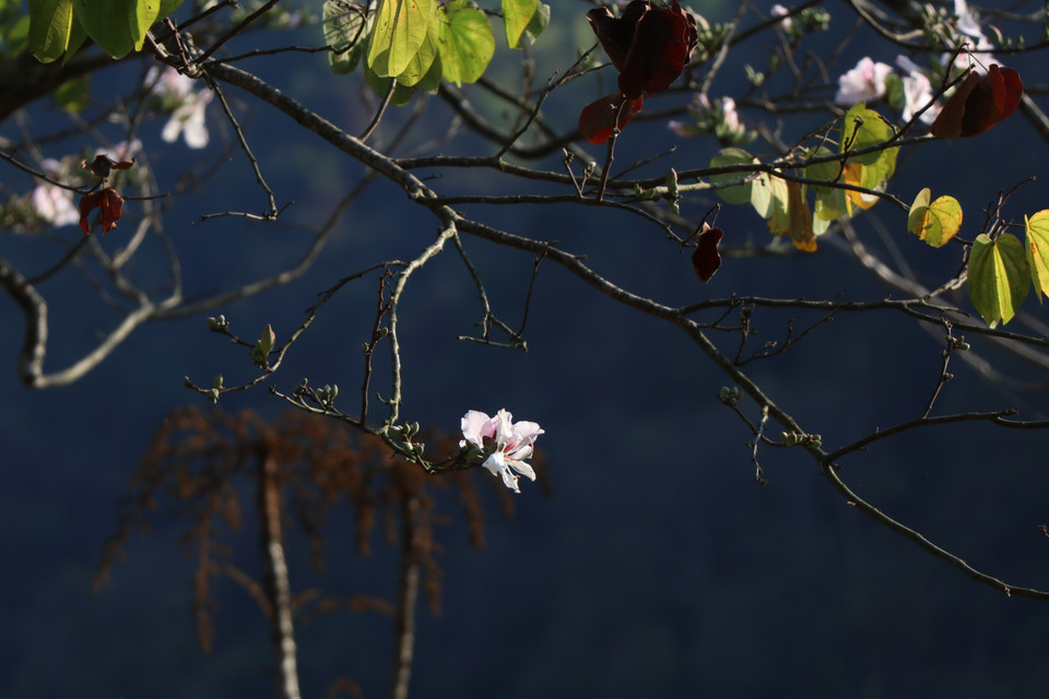 Las flores de bauhinia son conocidas como un regalo de las montañas del norte de Vietnam. (Fuente: VNA)