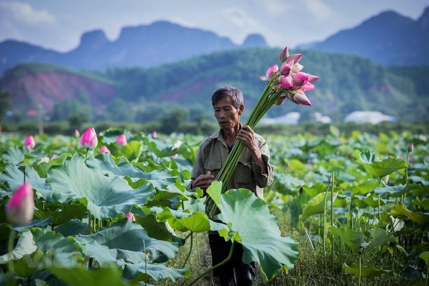 Según Luu Tien Hung, propietario de un área de estanque de loto en la comuna de Tan Phu, la variedad de loto cultivada aquí se toma de las lagunas centenarias del pueblo. Es una variedad de flores grandes, muchas semillas y pocas semillas planas. Los jóvenes suelen venir aquí en la temporada de flor de loto, que cae de junio a agosto, para ver las flores hermosas y capturar fotos lindas. De acuerdo con las personas locales, el momento adecuado para tomar buenas fotos es la mañana, desde las 7:00 hasta las 8.00. ¡Ven aquí y de un paseo por los estanques de hermosas flores de loto! (Foto: Vietnam+) 