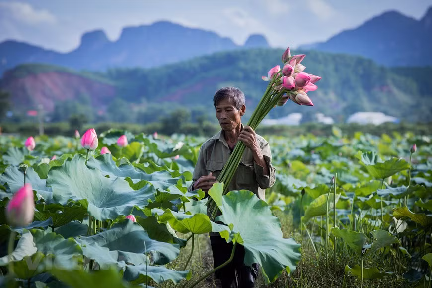 Según Luu Tien Hung, propietario de un área de estanque de loto en la comuna de Tan Phu, la variedad de loto cultivada aquí se toma de las lagunas centenarias del pueblo. Es una variedad de flores grandes, muchas semillas y pocas semillas planas. Los jóvenes suelen venir aquí en la temporada de flor de loto, que cae de junio a agosto, para ver las flores hermosas y capturar fotos lindas. De acuerdo con las personas locales, el momento adecuado para tomar buenas fotos es la mañana, desde las 7:00 hasta las 8.00. ¡Ven aquí y de un paseo por los estanques de hermosas flores de loto! (Foto: Vietnam+) 