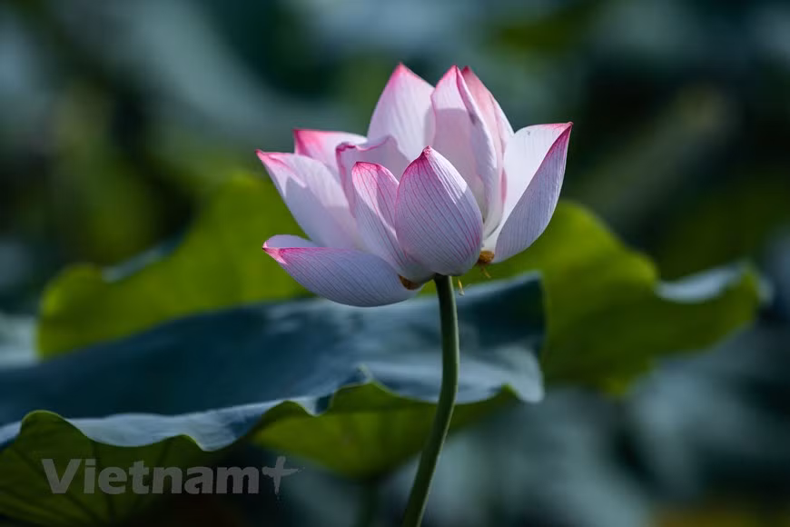 Las flores de loto han sido apreciadas como una singular especie de flor por el pueblo vietnamita. Desde tiempos inmemoriales, han proliferado por todo el país. Algunas partes de las flores de loto se utilizan como medicamentos o para té, como una bebida tónica para una vida saludable, física y mentalmente. Extraer el núcleo de loto es realmente un arte y se puede decir que no hay nada más romántico y más puro que "tomar" la fragancia del loto. Temprano en la mañana, cuando todo el mundo despierta, tan puro y renovado, es el momento de recoger flores de loto en el lago. (Foto: Vietnam+) 