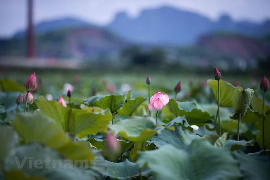 La imagen de esta flor, por su belleza prístina, es un símbolo de la cultura, el espíritu y el carácter de los vietnamitas. En su temporada de florecimiento, esta especie conocida como la flor nacional, está omnipresente por todo el país. Es realmente difícil evaluar plenamente la belleza pura de la flor de loto, que se ha vuelto tan familiar para muchos vietnamitas. Dondequiera que vayan, al ver las flores de loto, piensan en su tierra natal y los recuerdos sobre esta flor especial retornan a sus mentes. Símbolo de la cultura, el espíritu y la personalidad elegante de los vietnamitas, la flor de loto es realmente digna de ello. (Foto: Vietnam+)