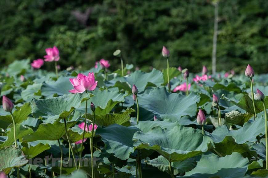 Al llegar a los estanques de lotos en la comuna de An Phu, en el distrito de My Duc, en las afueras de Hanoi, los visitantes quedarán hipnotizados por la belleza etérea y pura de esta flor, conocida como la flor nacional de Vietnam. La flor de loto simboliza la pureza, el compromiso, la serenidad y el optimismo. Es una flor que crece en agua fangosa y se eleva sobre la superficie para florecer con gran belleza. Por la noche, se cierra y se hunde bajo el agua para levantarse y abrir de nuevo al amanecer. Desde las 7:00 hasta las 8:00 (hora local) es el momento más adecuado para contemplar la belleza del loto. (Foto: Vietnam+) 