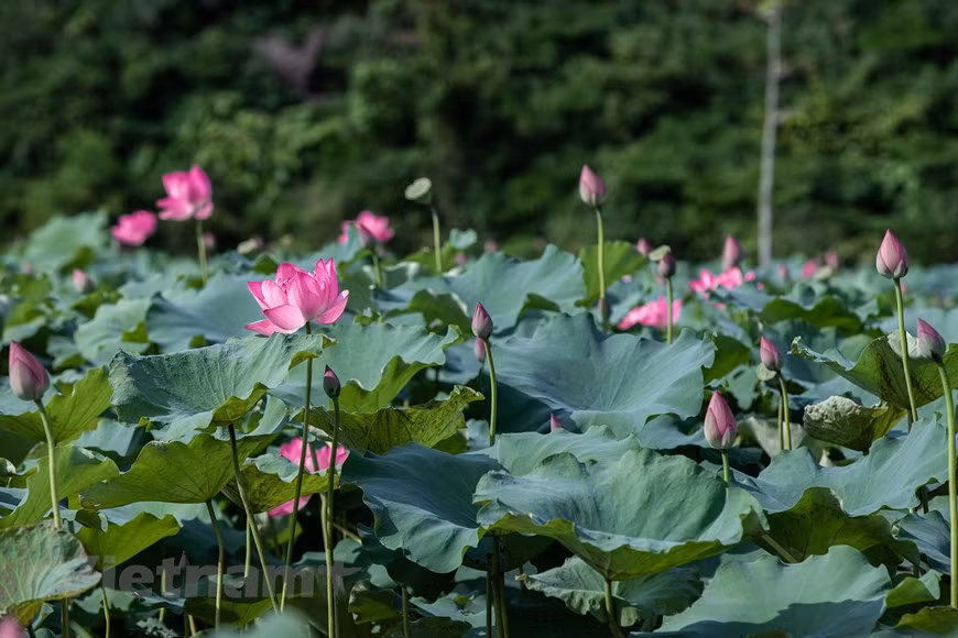 Al llegar a los estanques de lotos en la comuna de An Phu, en el distrito de My Duc, en las afueras de Hanoi, los visitantes quedarán hipnotizados por la belleza etérea y pura de esta flor, conocida como la flor nacional de Vietnam. La flor de loto simboliza la pureza, el compromiso, la serenidad y el optimismo. Es una flor que crece en agua fangosa y se eleva sobre la superficie para florecer con gran belleza. Por la noche, se cierra y se hunde bajo el agua para levantarse y abrir de nuevo al amanecer. Desde las 7:00 hasta las 8:00 (hora local) es el momento más adecuado para contemplar la belleza del loto. (Foto: Vietnam+) 