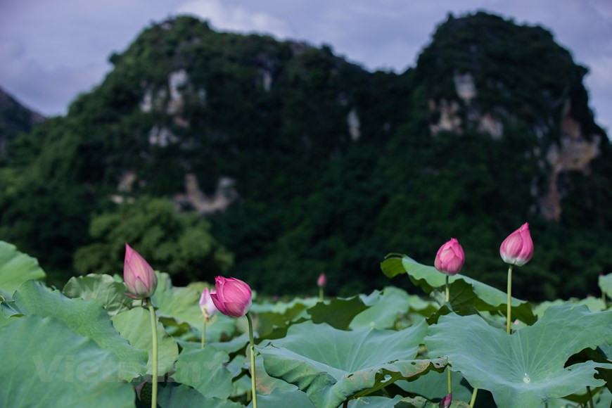 Una gran cantidad de secretos de la buena salud del pueblo vietnamita y de la belleza puede estar relacionada con las flores de loto. En los viejos tiempos en los palacios reales, las concubinas amadas del rey se bañaban a veces en agua de loto. Después de una noche, el rocío de la mañana, prendido en las hojas de loto, es recogido cuidadosamente para preparar el baño. Las flores de loto no sólo son seductoras, sino que también tienen un efecto directo en el sistema nervioso del hombre. Muchos médicos dicen que una pequeña taza de té de brotes de loto (brotes verdes situados en el centro de la semilla de loto) es un eficaz tranquilizante. (Foto: Vietnam+) 
