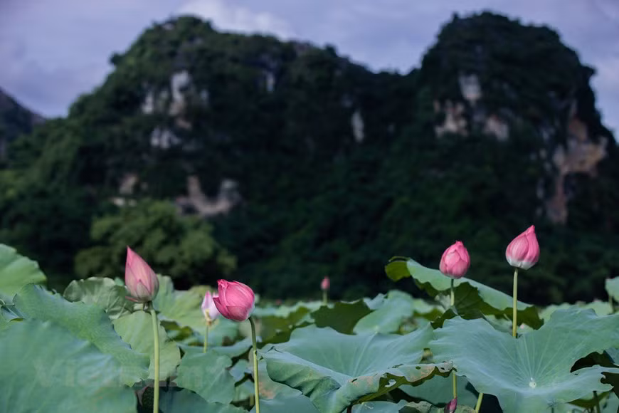 Una gran cantidad de secretos de la buena salud del pueblo vietnamita y de la belleza puede estar relacionada con las flores de loto. En los viejos tiempos en los palacios reales, las concubinas amadas del rey se bañaban a veces en agua de loto. Después de una noche, el rocío de la mañana, prendido en las hojas de loto, es recogido cuidadosamente para preparar el baño. Las flores de loto no sólo son seductoras, sino que también tienen un efecto directo en el sistema nervioso del hombre. Muchos médicos dicen que una pequeña taza de té de brotes de loto (brotes verdes situados en el centro de la semilla de loto) es un eficaz tranquilizante. (Foto: Vietnam+) 