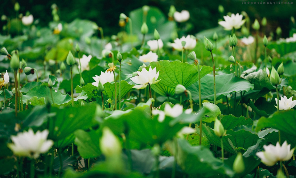 Las flores de loto blanco tienen una belleza pura (Fuente: Periódico Tin tuc)