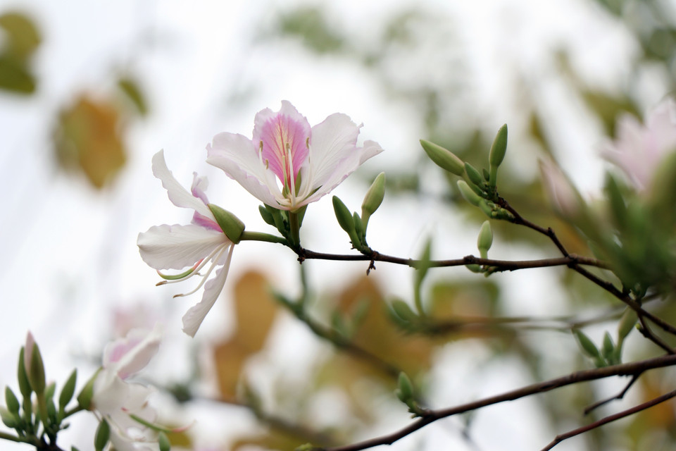 Las flores de bauhinia muestran su belleza (Fuente: VNA)