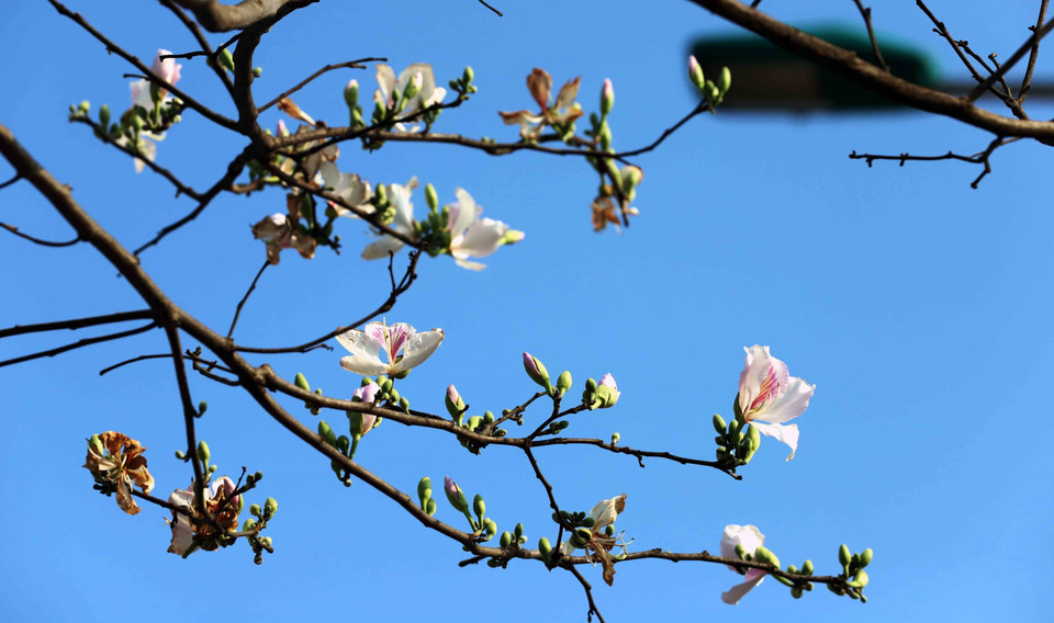 Las flores de bauhinia comienzan a florecer a mediados de febrero, y marzo es el momento en que están en su máximo esplendor. (Fuente: VNA)