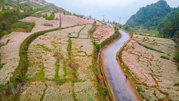 En los últimos años, las flores de alforfón se han considerado como uno de los principales productos turísticos de la meseta rocosa de Dong Van. Para prepararse para el festival de este año, cuatro distritos montañosos en el norte de la provincia de Ha Giang plantaron casi 400 hectáreas de flores. El tiempo de floración durará de septiembre a diciembre. Dong Van es el lugar donde se cultiva la mayoría de las flores de alforfón, con un área de aproximadamente 250 hectáreas. Los campos florales se ubican a lo largo de la autopista 4C y las calles de Pho La, Pho Bang, Pho Cao, Sung La, Thai Phin Tung, Lung Tao, Ma Le, Lung Cu. (Fuente: VietnamPlus) 