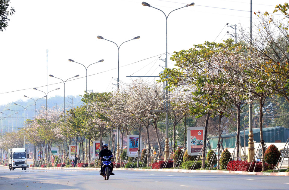 Los árboles de bauhinia se plantan a lo largo de las calles de la provincia de Son La. En febrero, las flores blancas cubren todo el camino, haciendo que todo el que pasa mire hacia arriba. (Fuente: VNA)