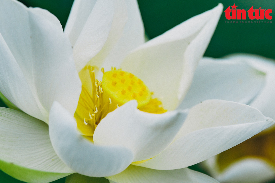 Las flores de loto blanco tienen una belleza pura (Fuente: Periódico Tin tuc)