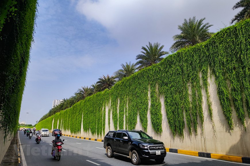 La vernonia elliptica india posee hojas bastante gruesas y verdes durante todo el año. Las hojas son de forma ovalada, de unos tres a 10 centímetros de largo, la cola es puntiaguda y obtusa, el pecíolo es corto y el margen no es dentado. El árbol tiene la capacidad de crecer y desarrollarse muy rápido y hermoso. Con un tronco delgado y verde, el árbol puede medir hasta 30 metros de largo. Crecen en arbustos. Sus tallos son de color verde claro cuando son jóvenes, y cuando están maduros, serán de color marrón oscuro. Las ramas del árbol caen al suelo con suavidad, pareciendo una cascada azul profunda que cae desde arriba, dándonos una sensación muy fresca e interesante. (Foto: Vietnamplus) 