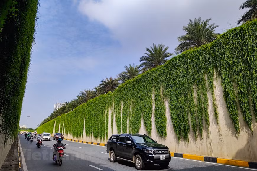 La vernonia elliptica india posee hojas bastante gruesas y verdes durante todo el año. Las hojas son de forma ovalada, de unos tres a 10 centímetros de largo, la cola es puntiaguda y obtusa, el pecíolo es corto y el margen no es dentado. El árbol tiene la capacidad de crecer y desarrollarse muy rápido y hermoso. Con un tronco delgado y verde, el árbol puede medir hasta 30 metros de largo. Crecen en arbustos. Sus tallos son de color verde claro cuando son jóvenes, y cuando están maduros, serán de color marrón oscuro. Las ramas del árbol caen al suelo con suavidad, pareciendo una cascada azul profunda que cae desde arriba, dándonos una sensación muy fresca e interesante. (Foto: Vietnamplus) 