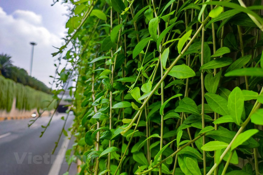El árbol tiene el nombre científico Vernonia elliptica, perteneciente a la familia de las margaritas. Esta es una planta perenne originaria de la India. La razón por la que tienen ese nombre es para que sea fácil de distinguir de otros tipos de cuerdas y crear una característica única de la tierra de la India. El "pulmón verde" entre las dos paredes de hormigón del túnel subterráneo de Trung Hoa, en el distrito de Cau Giay, capital de Hanoi, no solo crea un paisaje natural pintoresco, sino que también ayuda a las personas a moverse para sentir la frescura en pleno verano. (Foto: Vietnamplus) 