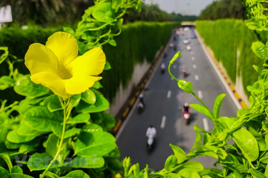 El árbol simboliza una fuerte vitalidad, extendiéndose con fuerza. Además, tiene una belleza orgullosa, gracias a la solidaridad y el estrecho apego entre las ramas, creando un muro eterno para cada lugar de plantación. En el feng shui, el árbol no solo aporta una belleza fresca al espacio vital, sino que también trae buena suerte y la prosperidad y aporta energía positiva. Al cultivar esta planta en la casa, el árbol promoverá el efecto de unir más los sentimientos de todos en la familia. Trae una vida cálida y feliz. Esta planta trepadora le dará a su espacio vital un ambiente fresco y agradable en verano, cálido en invierno. (Foto: Vietnamplus) 