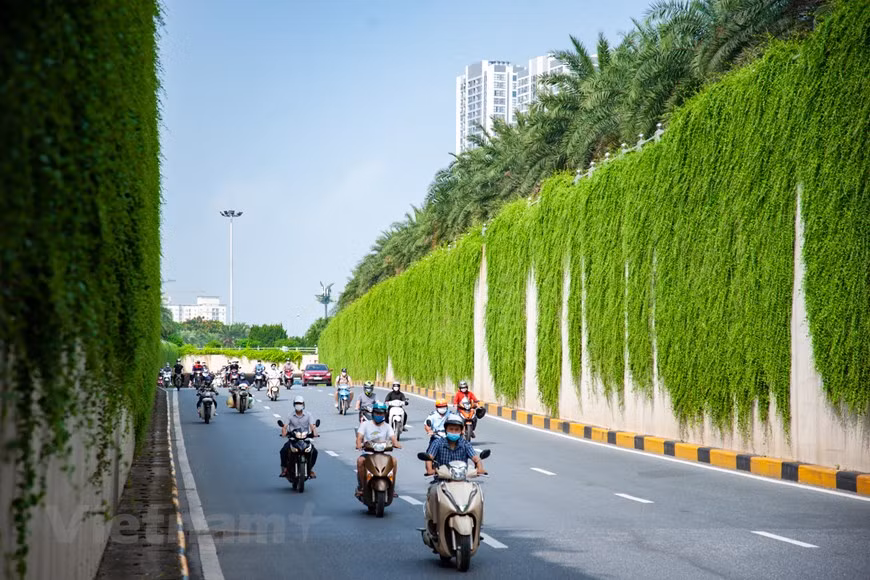 Por su belleza pura, y al mismo tiempo el árbol es fácil de cuidar, puedes decorar muchos espacios como restaurantes y obras civiles, entre otros. Por lo que encontrar variedades de Vernonia elliptica también es bastante fácil, hay muchos lugares que venden este tipo de planta. Es fácil de comprar en las tiendas locales de plántulas. Casi cualquier tienda puede suministrarle esta planta. Además, puedes comprar online en plataformas de comercio electrónico. Actualmente, es bastante común comprar árboles a través de sitios web o aplicaciones. El precio del árbol depende de la localidad, así como del tamaño de la plántula. El precio de las pequeñas plantas es de 50 mil dongs. (Foto: Vietnamplus)