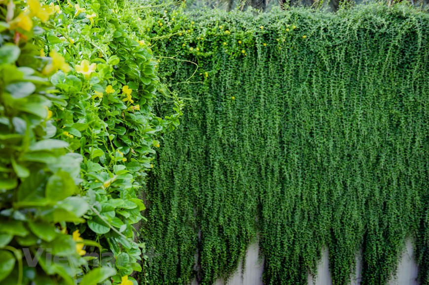 Este es la vernonia elliptica de la India, esta planta crece todo el año porque no pierde fisiológicamente sus hojas en invierno. El árbol simboliza la fuerza y la dureza, las hojas son siempre verdes y se pegan para crear paredes verdes únicas. No solo crean un paisaje verde fresco bajo el sol de verano, sino que también tienen un efecto de filtro de aire muy bueno, trayendo aire fresco. Muchas personas lo compran para plantarlo en balcones, áreas de terraza con el fin de cubrir la lluvia y el sol. Tiene hermosas flores en racimos, cada flor consta de cinco pequeños pétalos de color rosa pálido. En la temporada de floración, el árbol parece ponerse un manto completamente diferente, muy bello. (Foto: Vietnamplus)