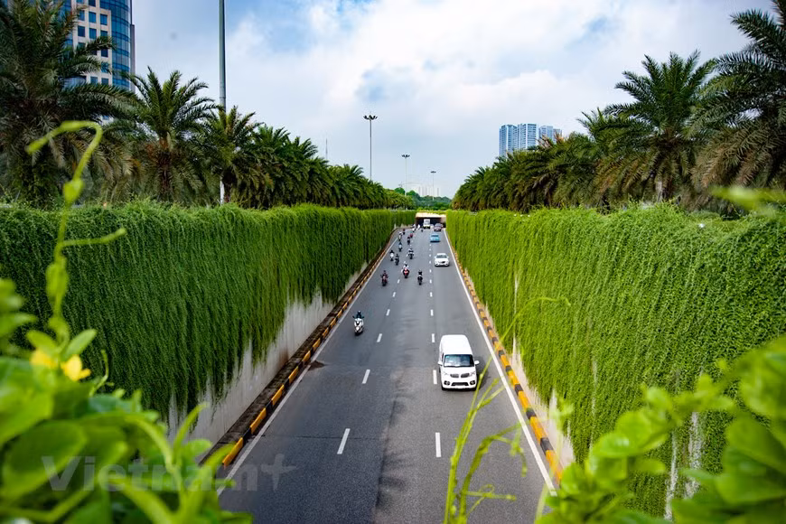 Unos 200 metros a lo largo de los dos lados del túnel de Trung Hoa (distrito de Cau Giay, la capital Hanoi) están cubiertos con decenas de miles de vernonia elliptica indios, género de plantas de la familia Asteraceae, que crecen en gruesos racimos caídos para crear una carretera extremadamente "muro verde". Decenas de miles de vernonia elliptica indios crecen en enredadera de cortina a ambos lados de la carretera en el paso subterráneo de Trung Hoa, la intersección entre la calle de Tran Duy Hung y la avenida de Thang Long, creando una imagen muy viva, impresionante en el corazón de la capital. (Foto: Vietnamplus) 