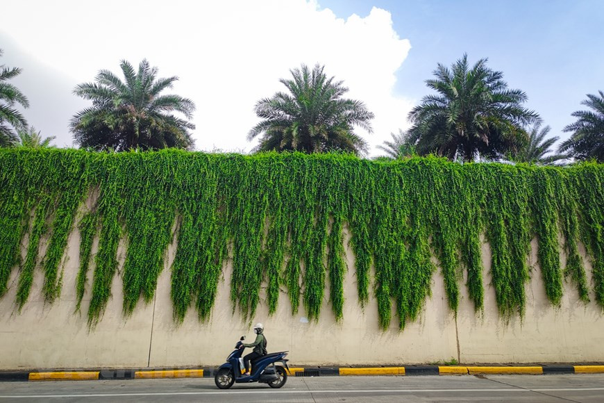 Esta es una planta resistente, capaz de adaptarse bien a todas las condiciones ambientales, por lo que es fácil de cultivarla en la casa. Elige un suelo rico en nutrientes, poroso y con buen drenaje. Puedes comprar terrenos en establecimientos que venden plántulas. Además, si tienes tiempo, puedes hacer tu propia tierra mezclando tierra de carne + cáscara de arroz + estiércol en descomposición en una proporción adecuada. Después de tener tierra para plantar, debes colocar macetas en lugares altos como terrazas o balcones para que las enredaderas cuelguen. Elija un lugar con mucho sol, el viento hará que los árboles sean más verdes. En las primeras etapas o días calurosos, es necesario agregar más agua a las plantas para tener suficiente energía. (Foto: Vietnamplus) 
