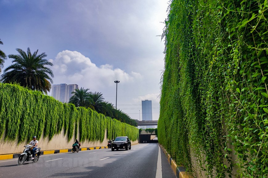 En los últimos días, las personas en la capital de Hanoi que se desplazan por el túnel de Trung Hoa, distrito de Cau Giay, se ven sorprendidas por las margaritas azules a ambos lados de la carretera. Mucha gente asocia la imagen de las carreteras en películas extranjeras. La planta también tiene otro nombre, ortiga de bambú y el nombre científico de esta planta es vernonia elliptica. Esta es una planta con flores y pertenece a la familia Asteraceae. Esta planta es originaria de la India. Esta planta es trepadora, de rápido crecimiento y tiene un color verde exuberante durante todo el año. (Foto: Vietnamplus) 