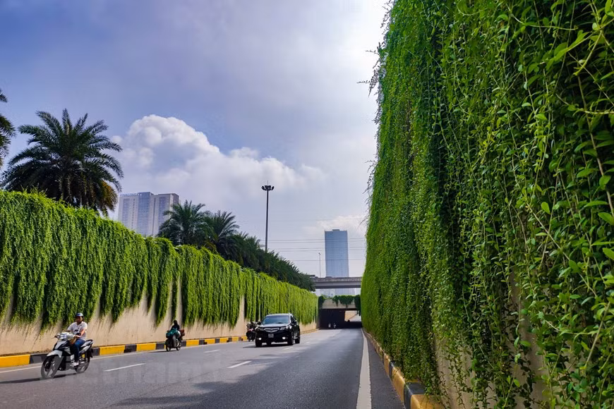 En los últimos días, las personas en la capital de Hanoi que se desplazan por el túnel de Trung Hoa, distrito de Cau Giay, se ven sorprendidas por las margaritas azules a ambos lados de la carretera. Mucha gente asocia la imagen de las carreteras en películas extranjeras. La planta también tiene otro nombre, ortiga de bambú y el nombre científico de esta planta es vernonia elliptica. Esta es una planta con flores y pertenece a la familia Asteraceae. Esta planta es originaria de la India. Esta planta es trepadora, de rápido crecimiento y tiene un color verde exuberante durante todo el año. (Foto: Vietnamplus) 