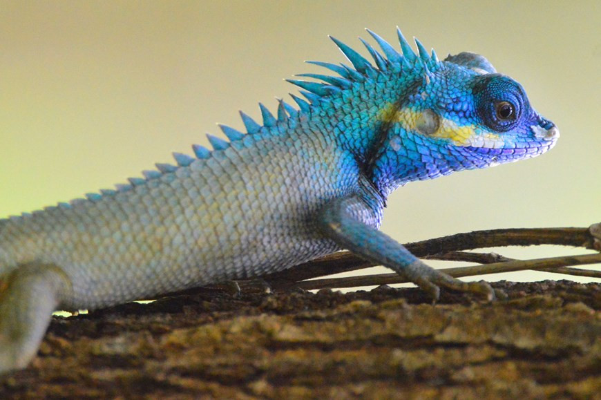 Un agama azul (Calotes versicolor), también conocido como galeote azul o lagarto arlequín. (Foto: VNA)