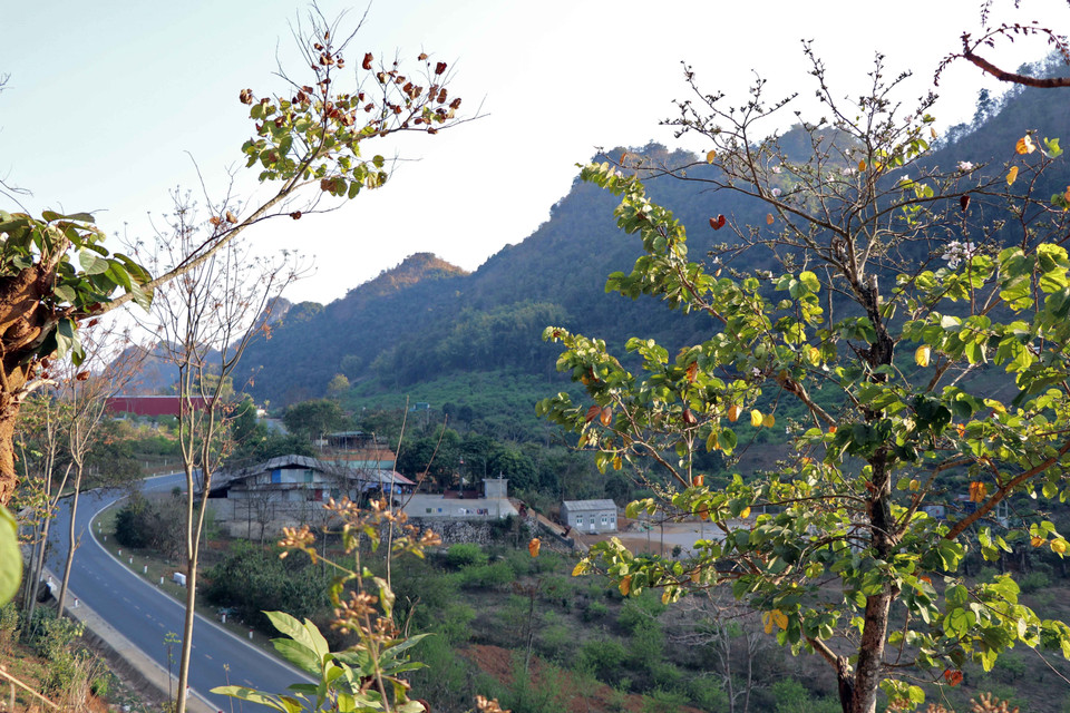 Las flores de bauhinia en la carretera número 6, en la provincia de Son La (Fuente: VNA)