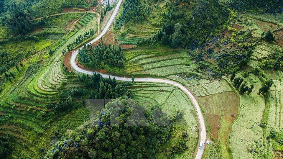 Campos de alforfón, una atracción turística de Ha Giang (Fuente: VNA)