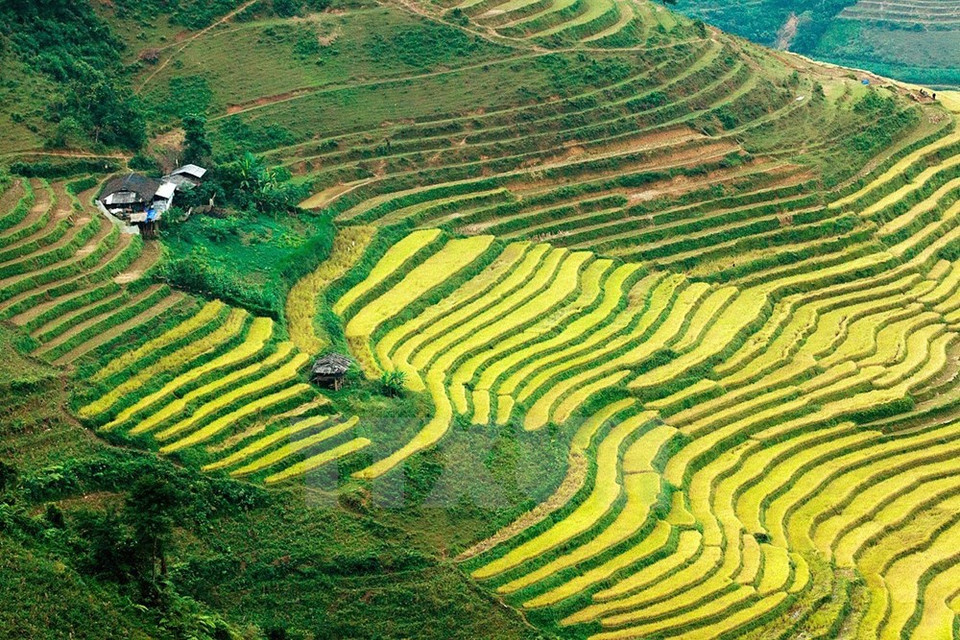 La belleza de las terrazas de arroz en Ha Giang (Fuente: VNA)