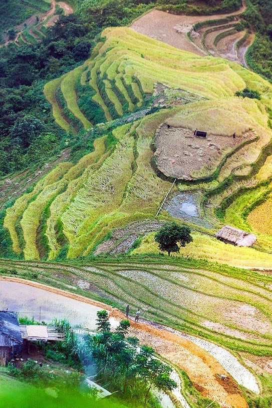 La belleza de las terrazas de arroz en Ha Giang (Fuente: VNA)