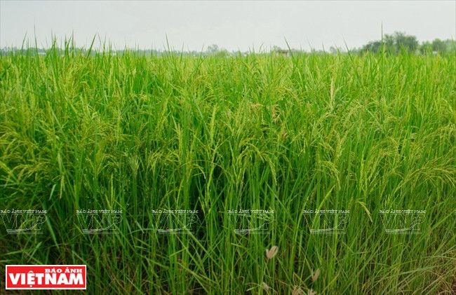 El arroz es el principal producto agrícola de la provincia de Long An. 