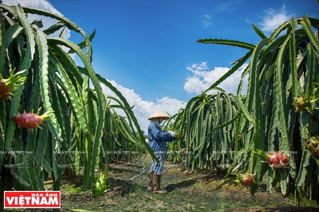 Una granja de frutas de dragón en Chau Thanh que cumple con los estándares de VietGAP. 