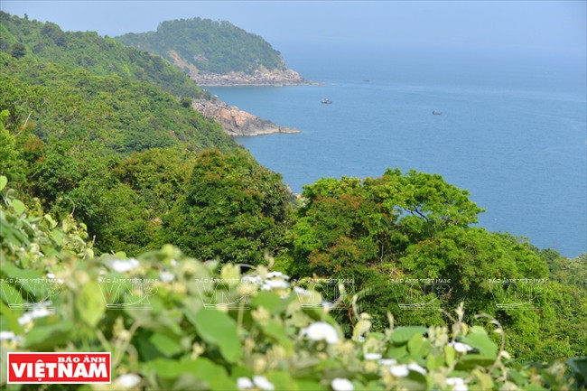 El bosque de Son Tra tiene un terreno inclinado hacia el mar con una rica flora y un clima fresco, un hábitat ideal para los doucs langures (Fuente: VNA)