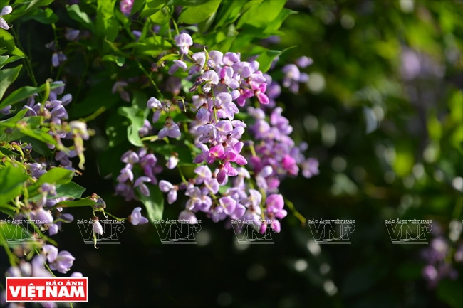 De abril a junio, las flores de la planta Millettia ichthyochtona florecen en el bosque de Son Tra, que también deviene el alimento favorito de los doucs langures (Fuente: VNA)