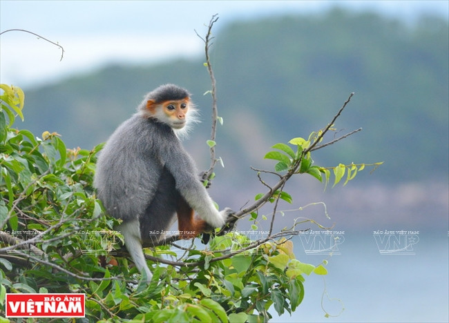 Un douc langur pequeño en el bosque de Son Tra (Fuente: VNA)