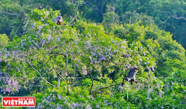 Los doucs langures pequeños en el bosque de Son Tra (Fuente: VNA)